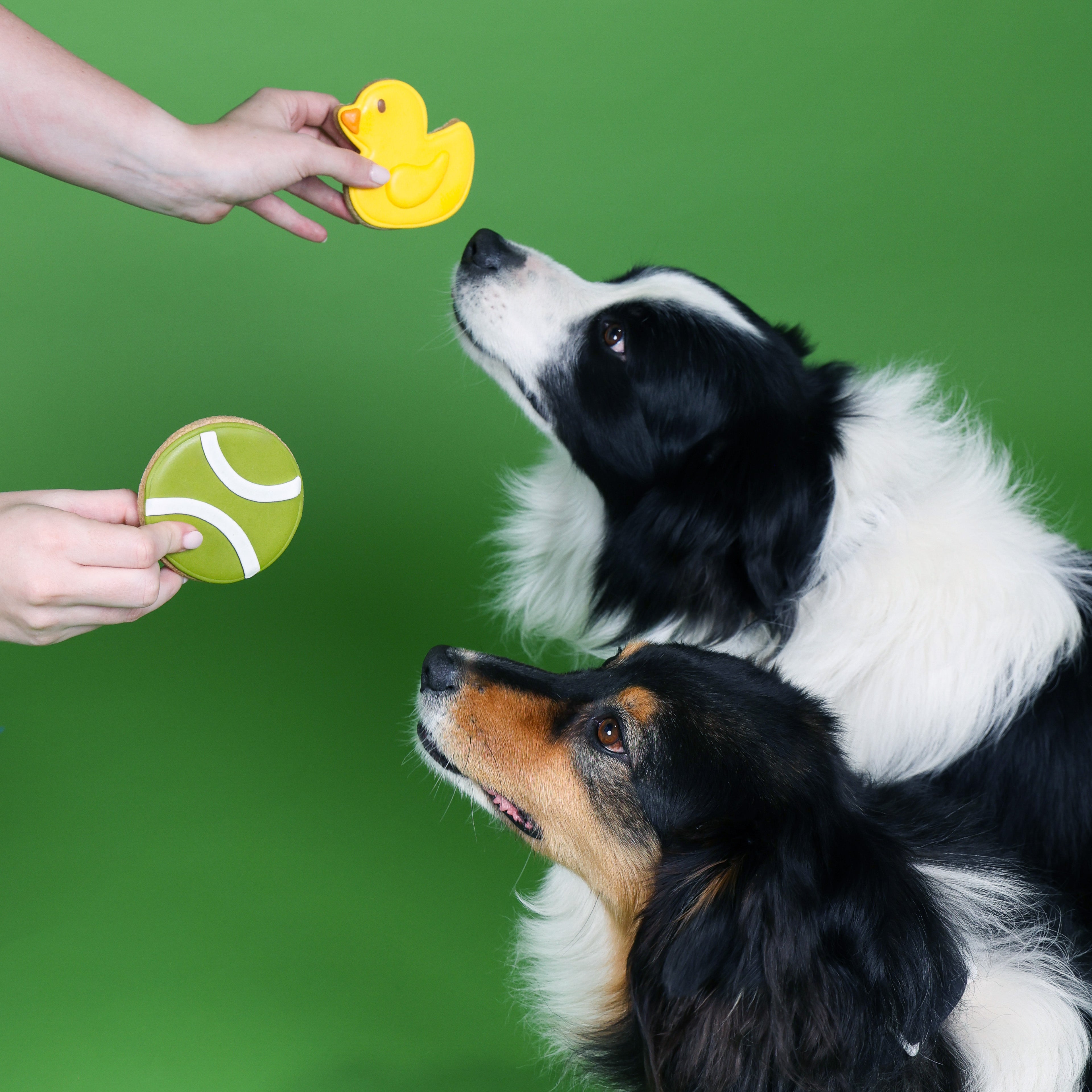 Playtime Dog Treats